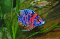 /album/fotogaleria/marmelade-1-jpg/